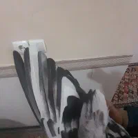 کبوتر یا کفتر|پرنده|مشکین‌دشت, |دیوار