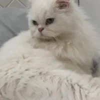 واگذاری گربه پرشین دال فیس چشم ابی|گربه|بندرعباس, |دیوار