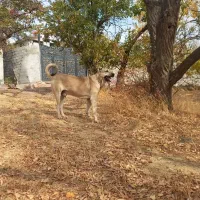 سگ سرابی|سگ|مهربان, |دیوار