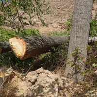 هرس درخت باغی و منزل