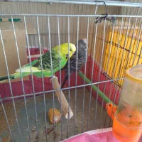 مرغ عشق انگلیسی بی