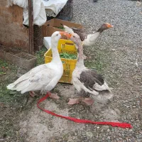 3 عدد غاز نر ماده بالغ