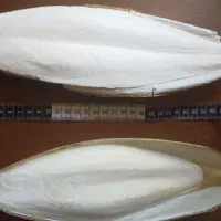 کف دریا ارسال از جنوب