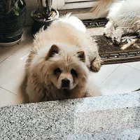 چاو چاو ماده یکسالو نیم|سگ|اصفهان, خرم|دیوار