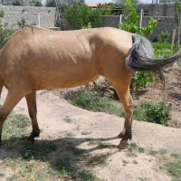 اسب|اسب و تجهیزات اسبسواری|تبریز, |دیوار