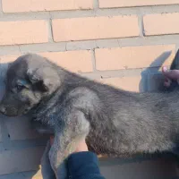 توله سگ افغان نر|سگ|شریفآباد, |دیوار