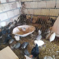 بلدرچین|حیوانات مزرعه|باشتین, |دیوار