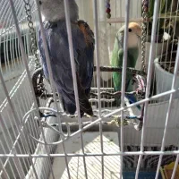 یک جفت کوتوله کارداده