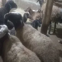ده تا گوسفند جوان پنج تابز