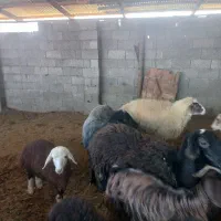 گوسفند زنده قصابی و نذری موجود میباشد