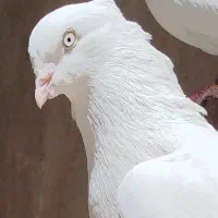 کفترا اصیل چشم و نوک سفید اراک ی