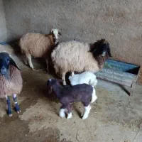 سه‌ تا‌ میش‌ بادوتا‌ بره