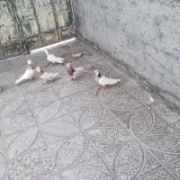پرنده