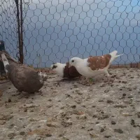 سه تا جوجه