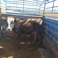 گوساله گاو تلیسه