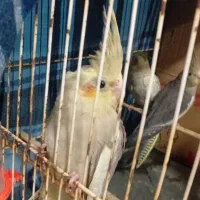 جوجه عروس هلندی|پرنده|مهران (ایلام), |دیوار