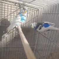 مرغ عشق رنگ خاص