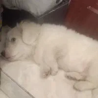 سگ پاکوتاه ۳ماهه سفید نژاد دار