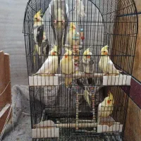 عروس هلندی سخنگو