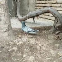 کبوتر|پرنده|بجنورد, |دیوار