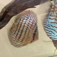 ماهی دیسکس|ماهی|مشهد, حجاب (شهرک غرب)|دیوار