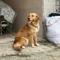 سگ گلدن ماده|سگ|محمودآباد, |دیوار