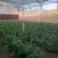 کارگر خانم جهت کار در گلخانه
