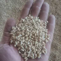 گندم پیشگام آبی|خوردنی و آشامیدنی|گیان, |دیوار