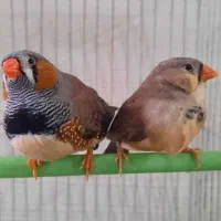 فنچ انگلیسی