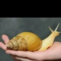 خاک مخصوص حلزون و ظرف مخصوص