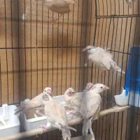 ۲۲ عدد فنچ نرگسی