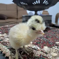 تولید و فروش عمده جوجه گلین گردن لختی کاکلی|حیوانات مزرعه|اردبیل, |دیوار