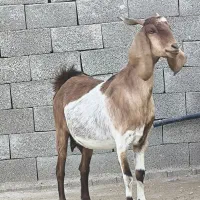 3عدد بز پاکستانی|حیوانات مزرعه|چغادک, |دیوار