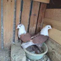 کبوتر کفتر کلاغ