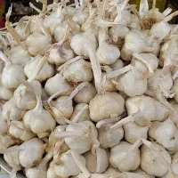 فروش سیر تندهمدان به صورت کلی وجزئی