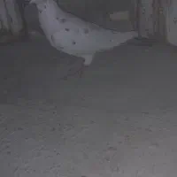 گور دمبی نر گرفتنی|پرنده|شوشتر, |دیوار