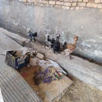 خروس سلطان|حیوانات مزرعه|کاشان, آیت الله سعیدی|دیوار