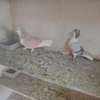 دمگیر کاکلی|پرنده|اصفهان, دانشگاه اصفهان|دیوار