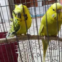 جفت مرغ عشق پروانه ای و انگلیسی|پرنده|بجنورد, |دیوار