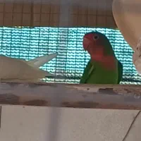 طوطی کوتوله 2000|پرنده|بند زرک, |دیوار