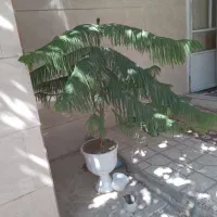 کاج مطبق تزیینی
