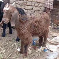 بزغاله ماده