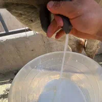 شیرالاغ تازه