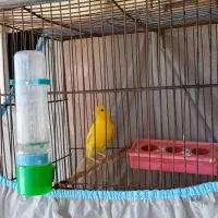 قناری نر و مست زرد تک رنگ