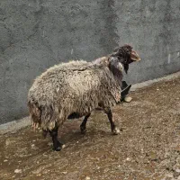 بره و قوچ و بزغاله