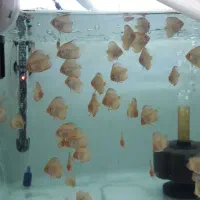 دیسکس سایز یک اینچ و۲ اینچ