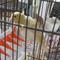 قناری ماده آماده پا بلند|پرنده|قرچک, قشلاق جیتو|دیوار