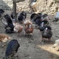 گوشتی|حیوانات مزرعه|مشگین شهر, |دیوار