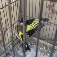 سهره نر، بخوان