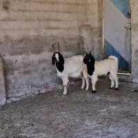 چهار راس بز ماده چاتمه بزغاله دار جلوکش گله